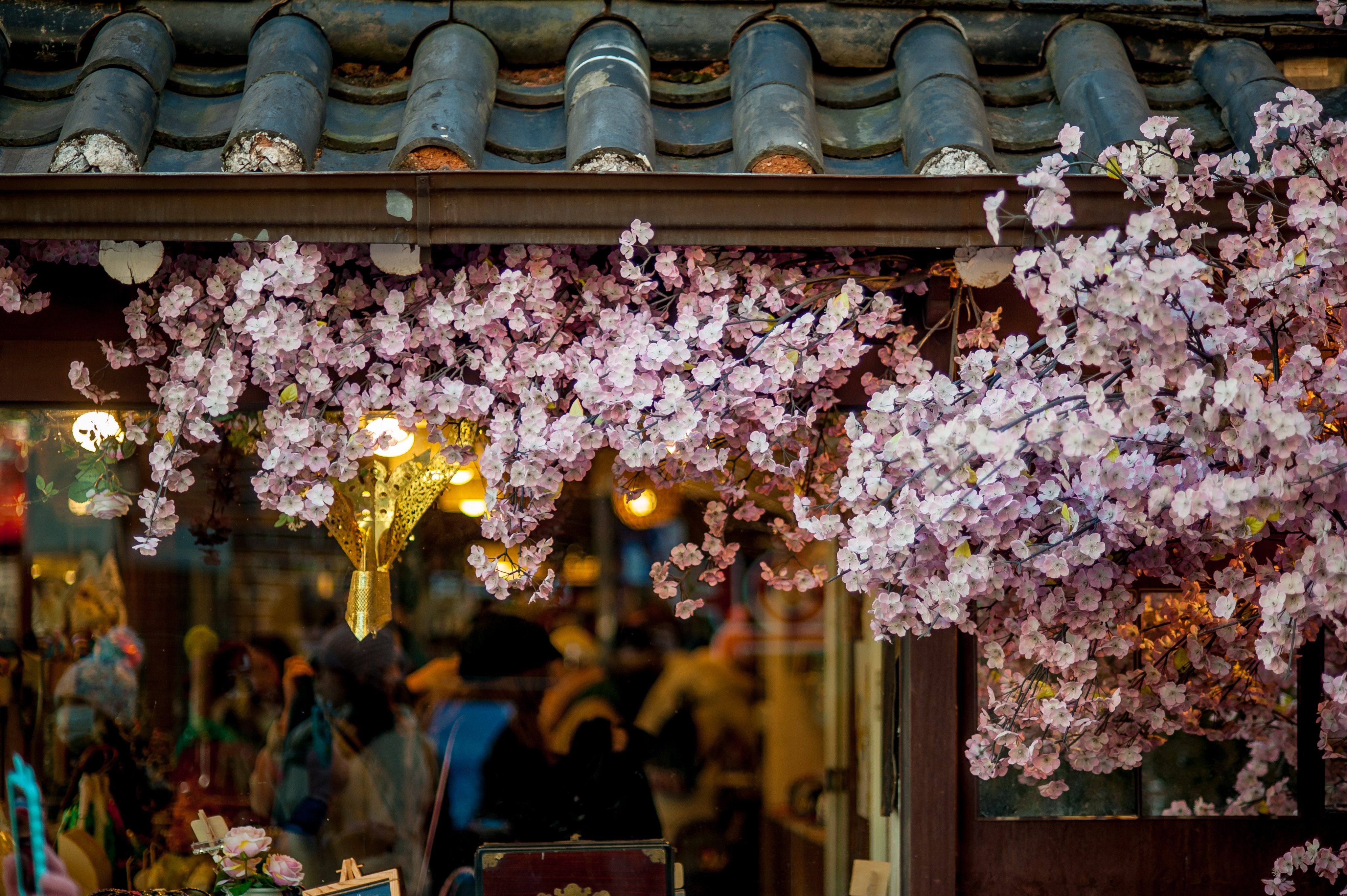 cherry blossoms